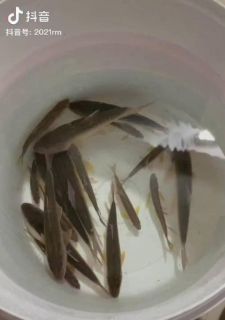 在鱼缸里钓鱼——以路亚鱼为例（探索如何利用路亚技巧在鱼缸中捕捉鱼类）