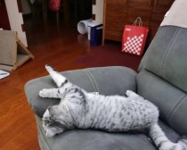 世界杯小猫进球传闻揭秘（揭秘世界杯上小猫进球真伪，背后的秘密一览）