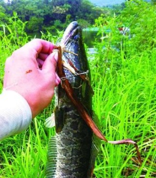 钓鱼路亚野钓黑鱼的技巧与经验分享（掌握钓鱼路亚技巧，轻松捕获黑鱼）