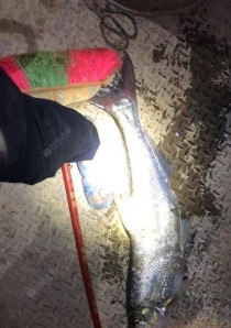 以水库钓鱼，路亚还是筏竿更适合？（比较路亚和筏竿在水库钓鱼的优劣势）
