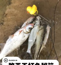 探秘路亚钓鱼的鱼饵种类及特点（以路亚钓鱼的鱼饵为主题的详细介绍）