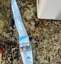 探秘路亚钓鱼的极限等级（挑战极限，路亚钓鱼最高等级的突破与发展）