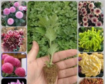 乒乓球菊的种植方法与技巧（打造优美庭院的秘诀）