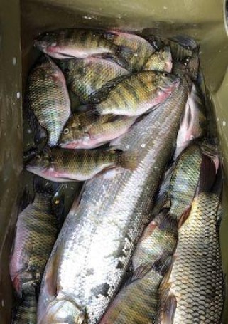 北盘江路亚钓鱼的最佳地点剖析（探寻北盘江最适合路亚钓鱼的宝地）