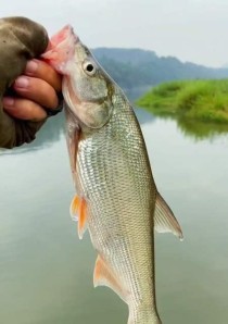 柿铺东社区钓鱼可否主打路亚？（探讨柿铺东社区钓鱼活动是否适合路亚钓法的原因和局限性）