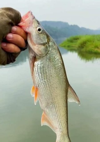 柿铺东社区钓鱼可否主打路亚？（探讨柿铺东社区钓鱼活动是否适合路亚钓法的原因和局限性）