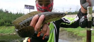 探索以野河用路亚钓鱼的最佳饵料选择（挑选合适的饵料，成就你的钓鱼乐趣）