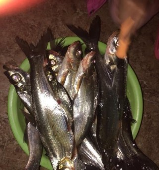路亚钓鱼中能否使用饵料？（解析路亚钓鱼中使用饵料的优势与限制）