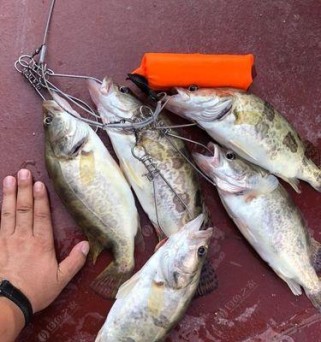 钓鱼路亚攻略——杨浦区河流钓点实况报告（杨浦区河流钓鱼路亚技巧分享，带您畅享垂钓之乐）