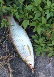 海边路亚钓鱼饵的魅力（探索海边路亚钓鱼饵的优势和技巧）
