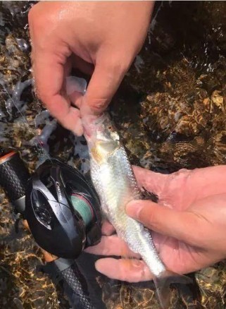 路亚钓鱼的不可行性（探究为何路亚钓鱼在某些情况下无效）