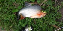 选择适合路亚钓鱼淡水鱼的竿具（从长度、弹性、重量等角度选择合适的路亚竿）