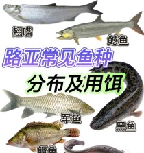 轻松掌握路亚钓鱼技巧——以法刺轮为工具（从入门到精通，让你成为路亚钓鱼高手）