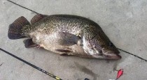 大河钓鱼之路亚钓法揭秘（探索大河钓鱼新技巧，路亚成为重要选择）