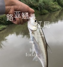 雨天的路亚钓鱼之道（揭秘阴天下钓鱼的最佳时机及技巧）