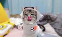足球世界杯上的猫咪奇迹（赛场上的萌宠魅力与惊喜）