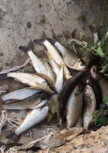 码头钓鱼之路亚技巧（探讨码头钓鱼的最佳选择——路亚）