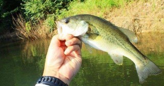 路亚钓鱼的最佳水域选择（选择适合路亚钓鱼的水域能够提高钓鱼效果和体验）