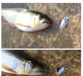 用什么诱饵最适合路亚钓鱼？（选择合适的诱饵是钓鱼成功的关键）