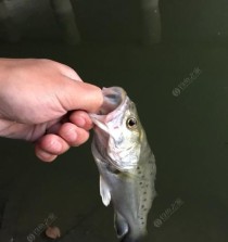路亚夜钓鱼技巧大揭秘（深夜黄金时间，提高路亚钓鱼效果的关键）